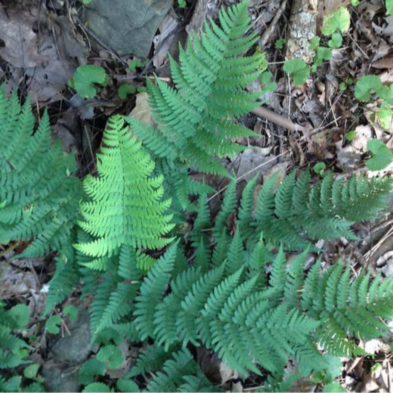 Marginal Wood Fern (Dryopteris marginalis) Main Image